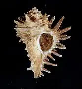 Homalocantha oxyacantha.
