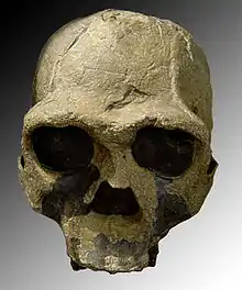 Homo ergasterKNM-ER 3733