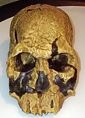 Homo rudolfensisKNM-ER 1470
