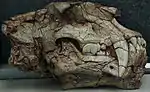 Crâne d'homotherium.