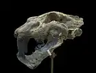 Homotherium crenatidiens crenatidens fabrini.