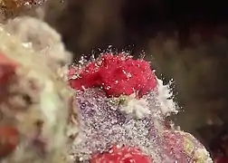 Homotrema rubrum.