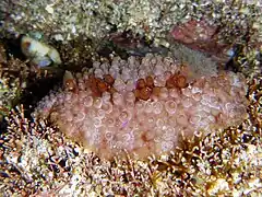 Carminodoris grandiflora