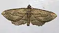 Horisme corticata  (Treitschke, 1835)