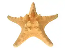 icône décorative