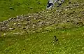 Renard polaire près de Hornbjarg.