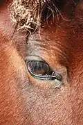 Yeux bruns.