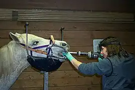 Traitement dentaire d'un cheval