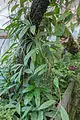 Hoya pubicalyx au jardin botanique de Lyon, en France.