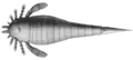 Hughmilleria socialis (Hughmilleriidae)