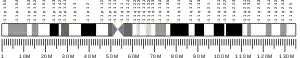 Chromosome 11 humain