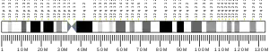 Chromosome 12 humain