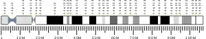 Chromosome 14 humain