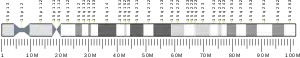 Chromosome 15 humain