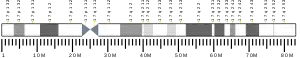 Chromosome 17 humain