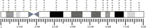 Chromosome 18 humain
