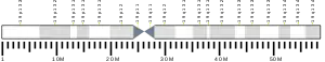 Chromosome 19 humain