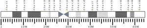 Chromosome 20 humain