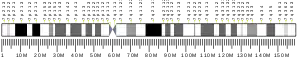 Chromosome 7 humain