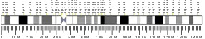 Chromosome 8 humain