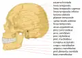 Dessin latéral d'un crâne humain montrant l'arcade zygomatique (arcus zygomaticus).