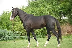 Humayun, étalon Marwari