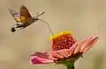 Macroglossum stellatarum.