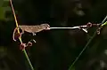 Un caméléon commun captant un diptère (Kapıçam Tabiat Parkı&nbsp;(tr), Kahramanmaraş (province), Turquie).