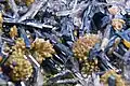 Hutchinsonite Réalgar et barite - Quiruvilca - Pérou (xx7mm)
