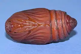 Chrysalide