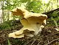 Hydnum repandumstipes concrescents