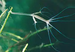 Hydra oligactis, un Hydridae.