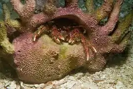 Paguristes gamianus