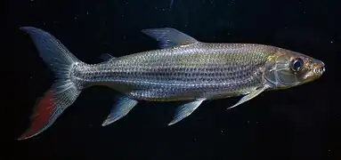 Juvénile.