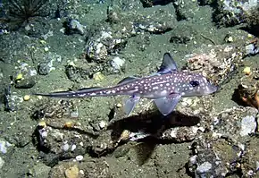 Hydrolagus colliei.