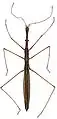 Hydrometra gracilenta, Zoologische Staatssammlung Münich