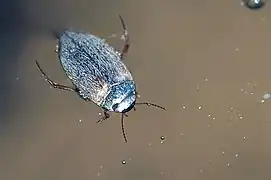 Hydroporus pubescens - vue de dessus.