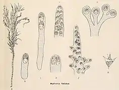 Hydrurus foetidus