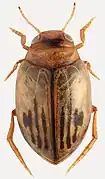 Hygrotus confluens.