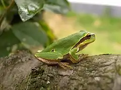 Les routes forestières peuvent affecter la répartition, les déplacements voire la survie de nombreux amphibiens, dont la rainette européenne Hyla arborea