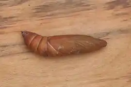 Nymphe