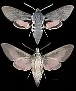 Hyles vespertilio