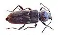 Hylotrupes bajulus (Linnaeus, 1758)