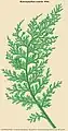 hymenophyllum australe Willd.