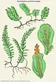 Hymenophyllum caespitosum Gaudich.