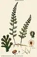Hymenophyllum ciliatum (Sw.) Sw.