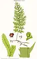 Hymenophyllum cristatum Hook. & Grev.