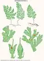 Hymenophyllum denticulatum Sw.