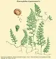 Hymenophyllum elegantissimum Fée
