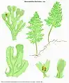 Hymenophyllum fimbriatum J.Sm.